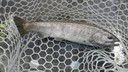 平谷湖フィッシングスポット 釣果