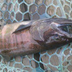 平谷湖フィッシングスポット 釣果