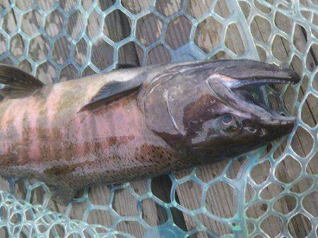 平谷湖フィッシングスポット 釣果