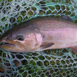 平谷湖フィッシングスポット 釣果