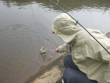 平谷湖フィッシングスポット 釣果