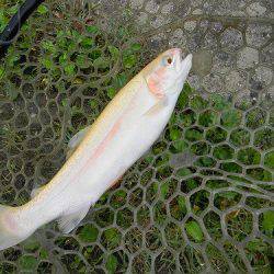 平谷湖フィッシングスポット 釣果