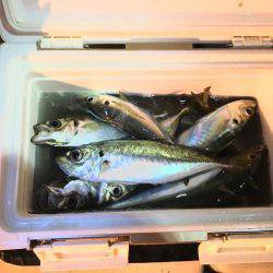 Fishing boat NATTYI 釣果