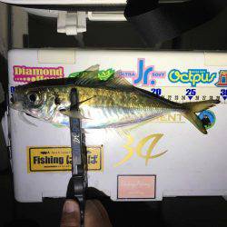 Fishing boat NATTYI 釣果