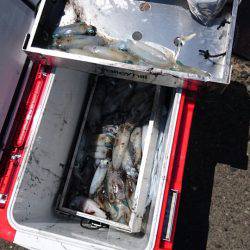 あみや渡船 JIGBOY 釣果