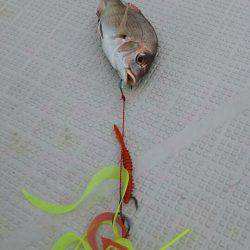 タイラバ遊漁船 ワンピース 釣果