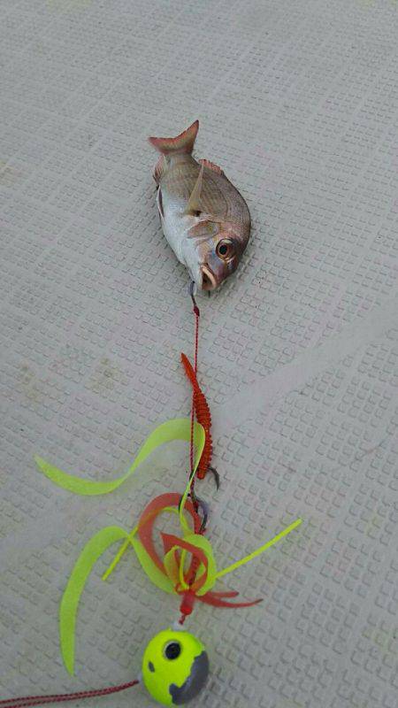 タイラバ遊漁船 ワンピース 釣果