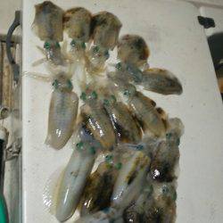 Monster Rush! 釣果