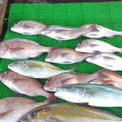 海の釣堀 海恵 釣果