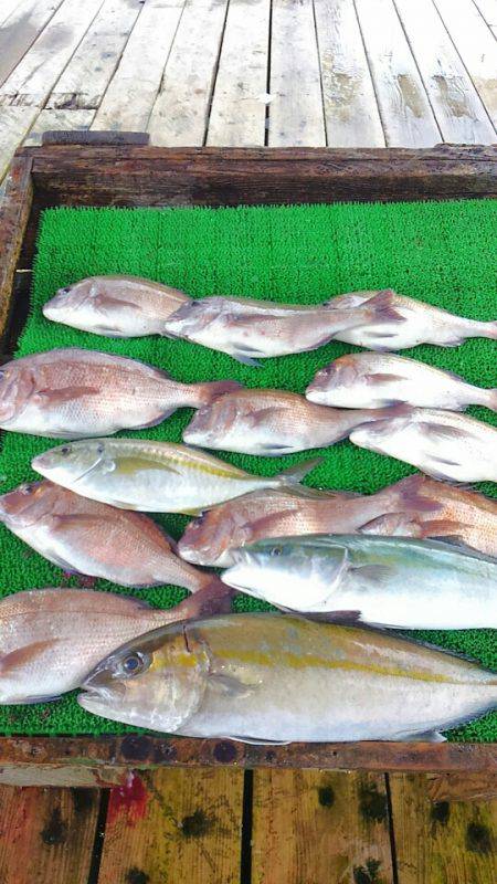 海の釣堀 海恵 釣果