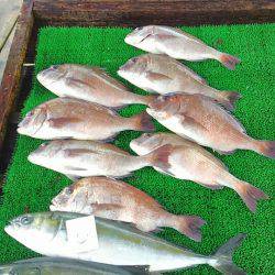 海の釣堀 海恵 釣果