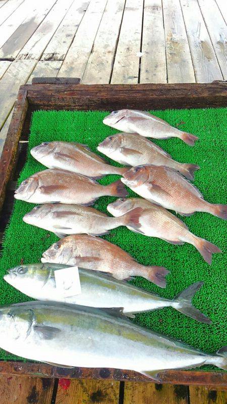 海の釣堀 海恵 釣果