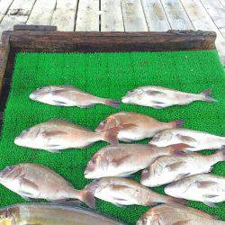 海の釣堀 海恵 釣果