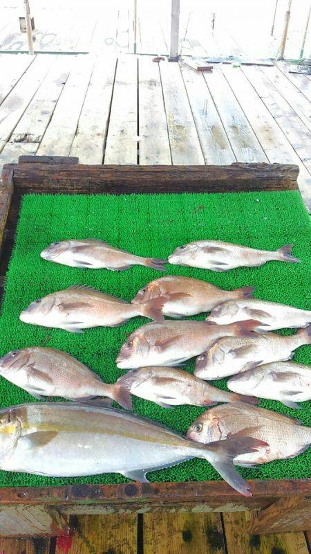 海の釣堀 海恵 釣果