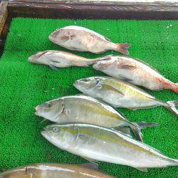 海の釣堀 海恵 釣果