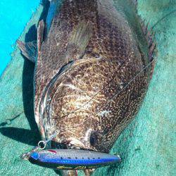 第三共栄丸 釣果