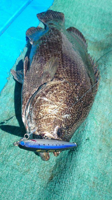 第三共栄丸 釣果