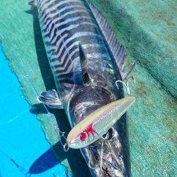 第三共栄丸 釣果