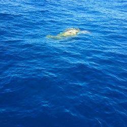 第三共栄丸 釣果