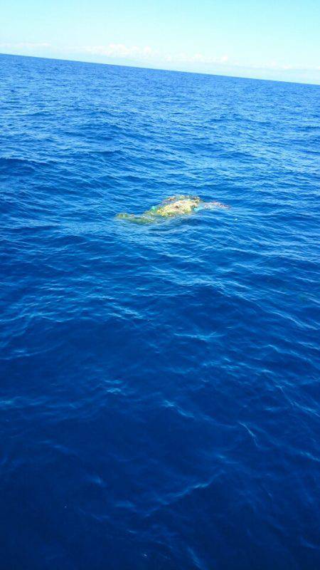 第三共栄丸 釣果