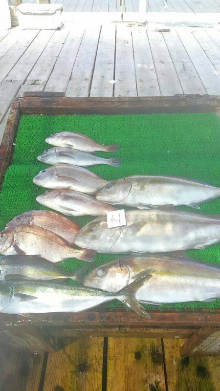 海の釣堀 海恵 釣果