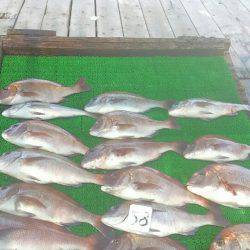 海の釣堀 海恵 釣果