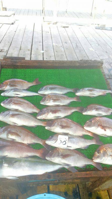 海の釣堀 海恵 釣果