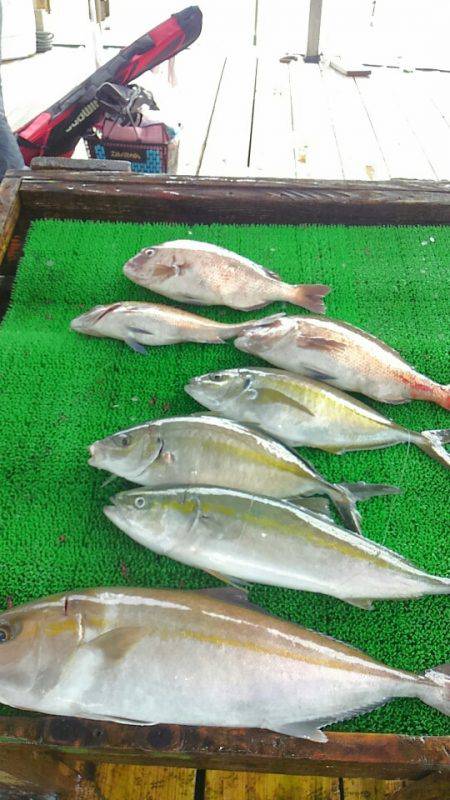 海の釣堀 海恵 釣果