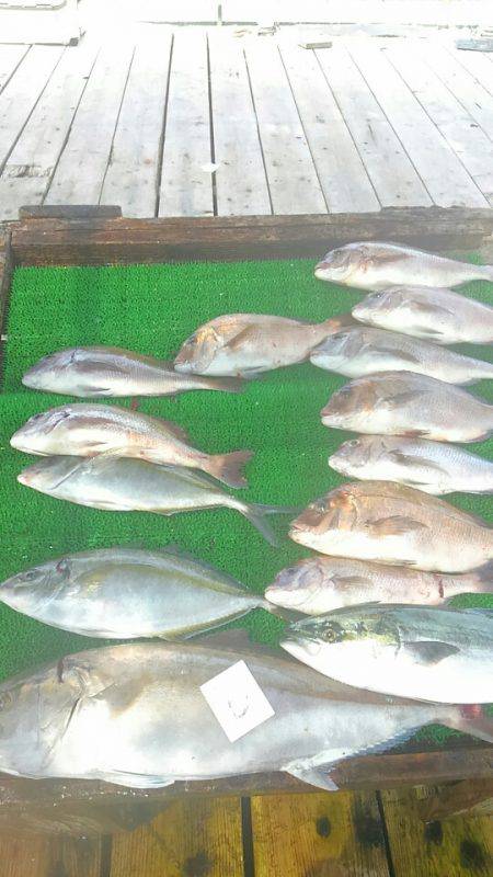 海の釣堀 海恵 釣果