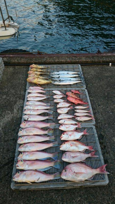 ARCADIAⅡ (アルカディアⅡ) 釣果