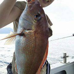 タイラバ遊漁船 ワンピース 釣果