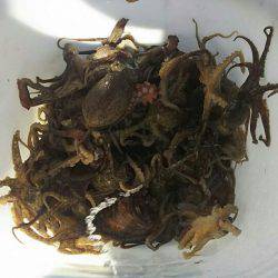 タイラバ遊漁船 ワンピース 釣果