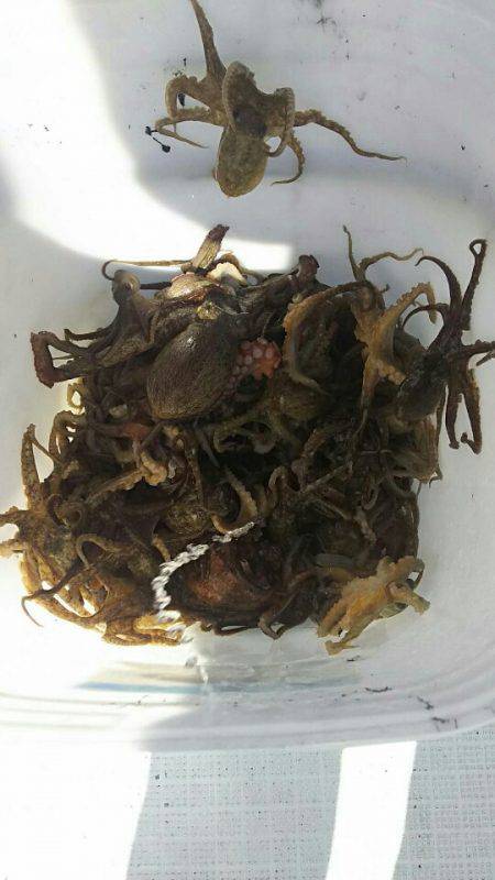 タイラバ遊漁船 ワンピース 釣果