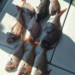 タイラバ遊漁船 ワンピース 釣果