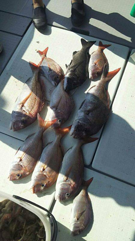 タイラバ遊漁船 ワンピース 釣果