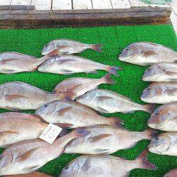 海の釣堀 海恵 釣果