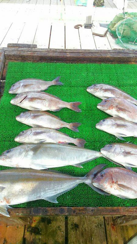 海の釣堀 海恵 釣果