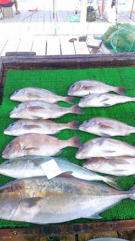 海の釣堀 海恵 釣果