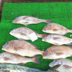 海の釣堀 海恵 釣果