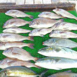 海の釣堀 海恵 釣果