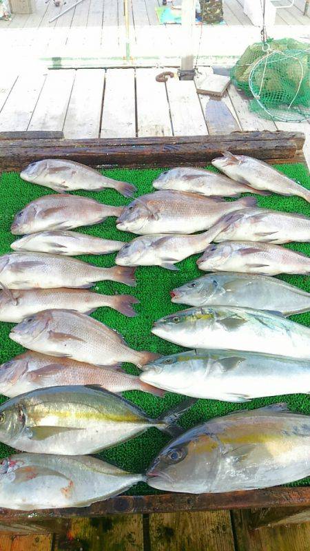 海の釣堀 海恵 釣果