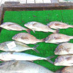 海の釣堀 海恵 釣果