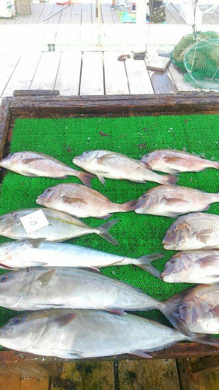海の釣堀 海恵 釣果