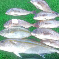 海の釣堀 海恵 釣果
