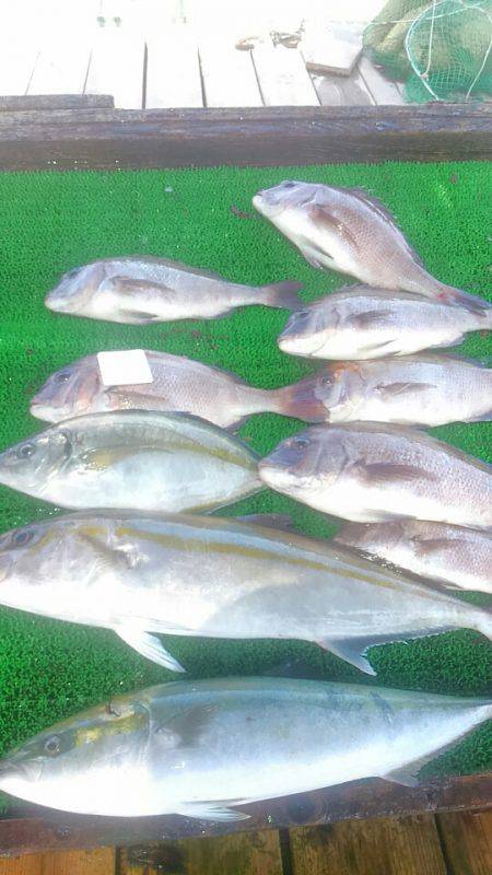 海の釣堀 海恵 釣果