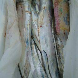 サンマリン 釣果