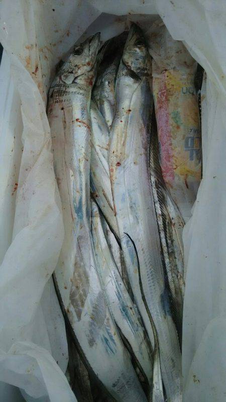 サンマリン 釣果