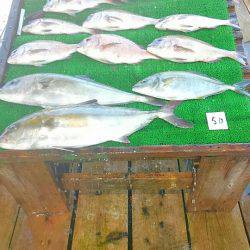 海の釣堀 海恵 釣果