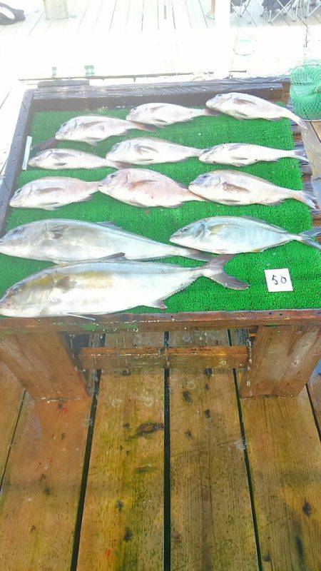 海の釣堀 海恵 釣果