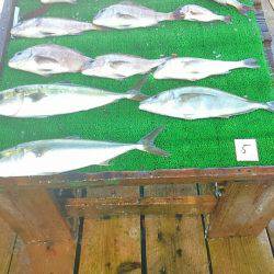 海の釣堀 海恵 釣果